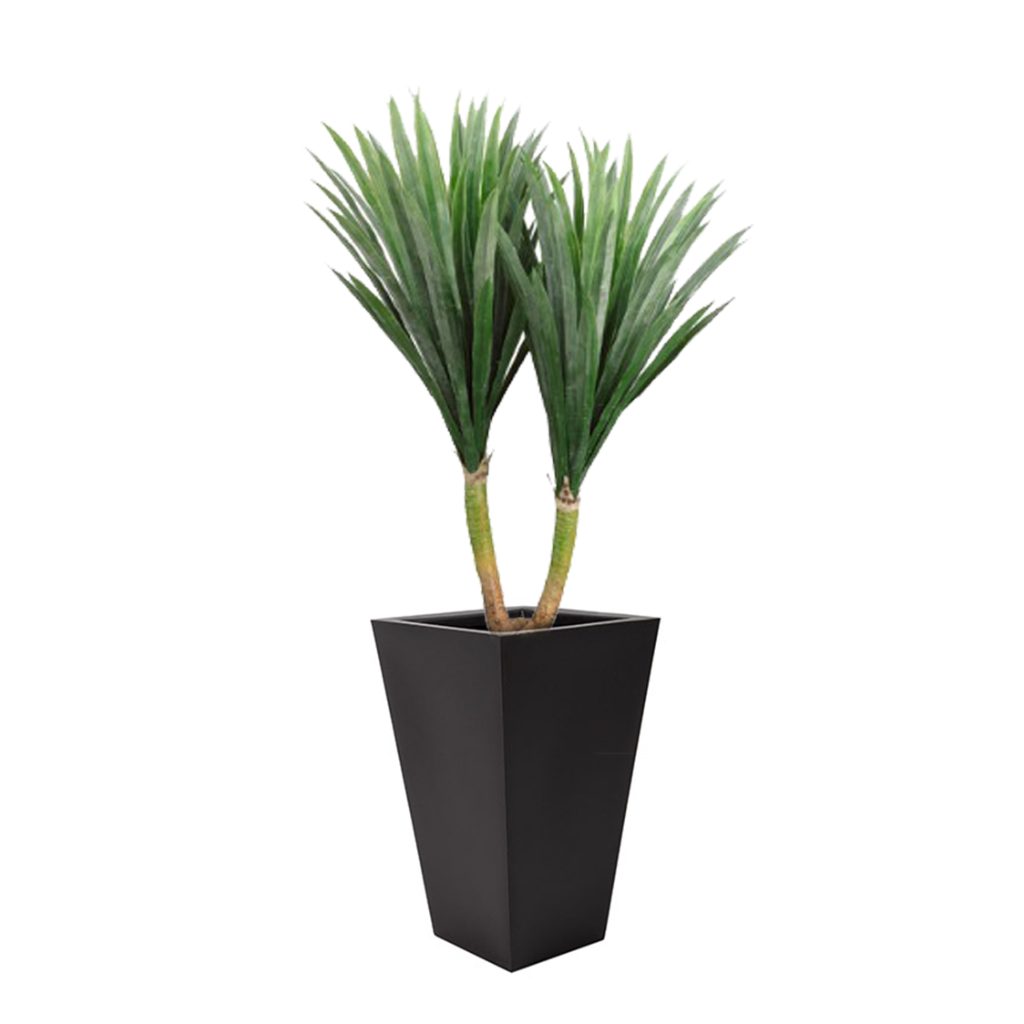 Nuevas plantas 🪴 Yucas de 45 y 65 cm de alto. (Incluyendo
